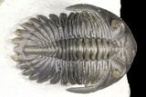Detailed Hollardops Trilobite - Cobra Pose #125225-3